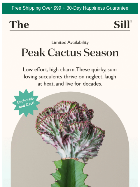 thesill newsletter: Funky, quirky, unique
