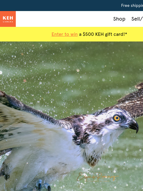 keh newsletter: Your next bird photography camera awaits