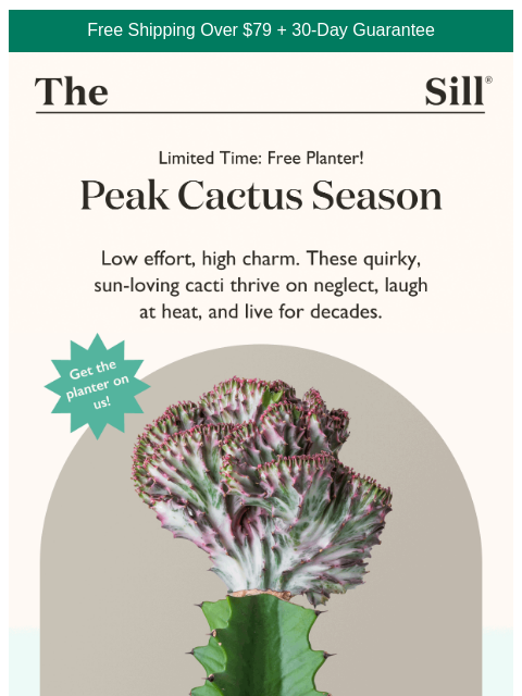 thesill newsletter: This planter’s on us (free!)