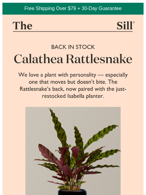 thesill newsletter: Your Favorite Calathea Is Back