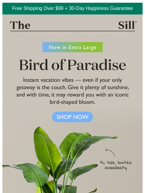 thesill newsletter: One of our largest ↑