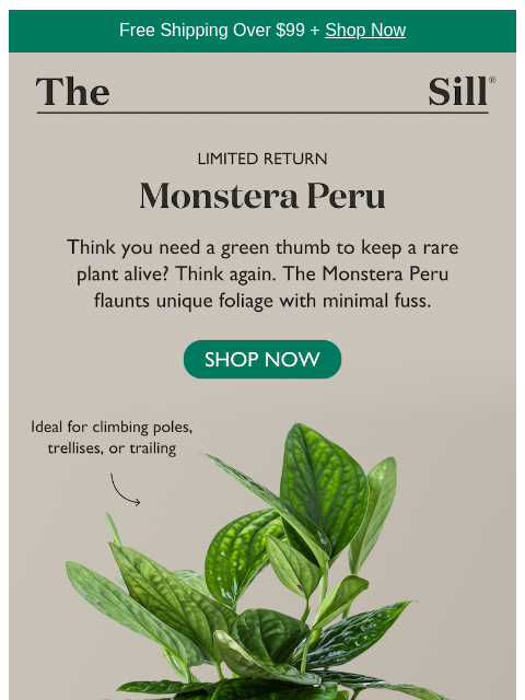 thesill newsletter: We finally got our hands on more