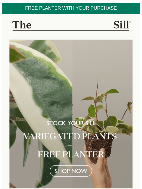 Buy a variegated plant, get a free planter ͏ ͏ ͏ ͏ ͏ ͏ ͏ ͏ ͏ ͏ ͏ ͏ ͏ ͏ ͏ ͏ ͏ ͏ ͏ ͏ ͏ ͏ ͏ ͏ ͏ ͏ ͏ ͏ ͏ ͏ ͏ ͏ ͏ ͏ ͏ ͏ ͏ ͏ ͏ ͏ ͏ ͏ ͏ ͏ ͏ ͏ ͏ ͏ ͏ ͏ ͏ ͏ ͏ ͏ ͏ ͏ ͏ ͏ ͏ ͏ ͏ ͏ ͏ ͏ ͏ ͏ ͏ ͏ ͏ ͏ ͏ ͏ ͏ ͏ ͏ ͏ ͏ ͏ ͏