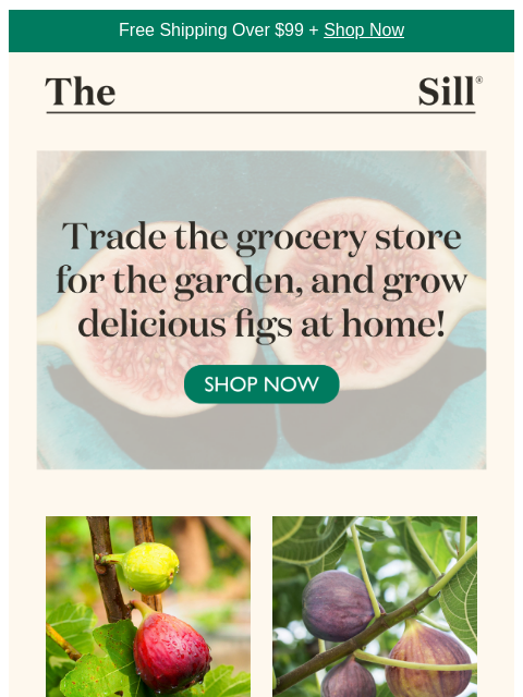 thesill newsletter: Elevate Your Cheese Board
