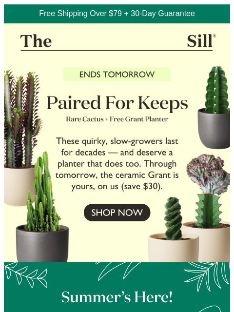 thesill newsletter: FREE planter inside →