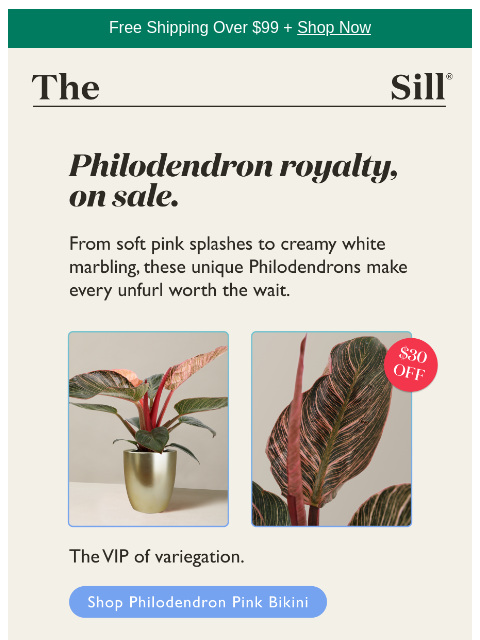 thesill newsletter: Unusual Philodendrons - finallyyyy on sale