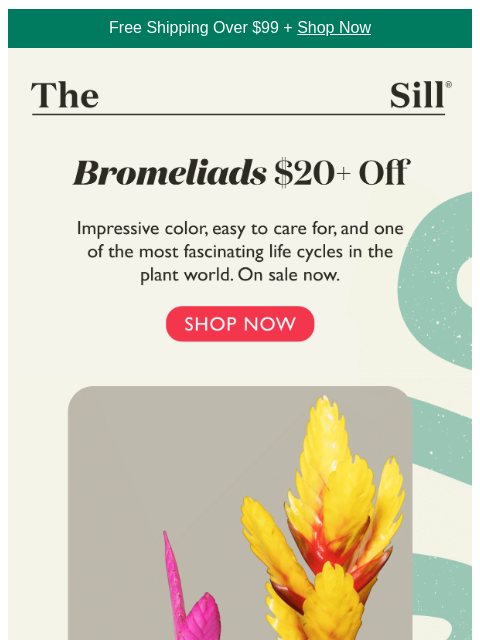 thesill newsletter: Why buy flowers every week?