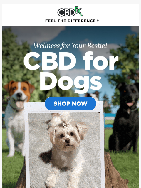 cbdfx newsletter: Make your dog the picture of good health! 📷