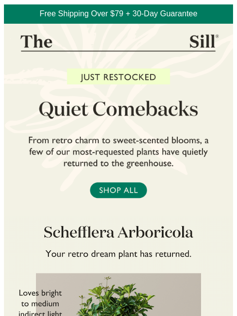 thesill newsletter: Miss them the first time?