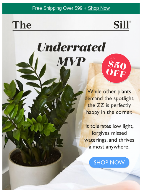 thesill newsletter: $50 off the underrated MVP of houseplants