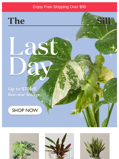 thesill newsletter: You have 24 hours left