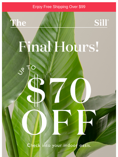 thesill newsletter: Last call! 📣