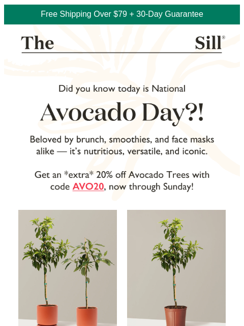 thesill newsletter: Did you have an avocado today? 🥑