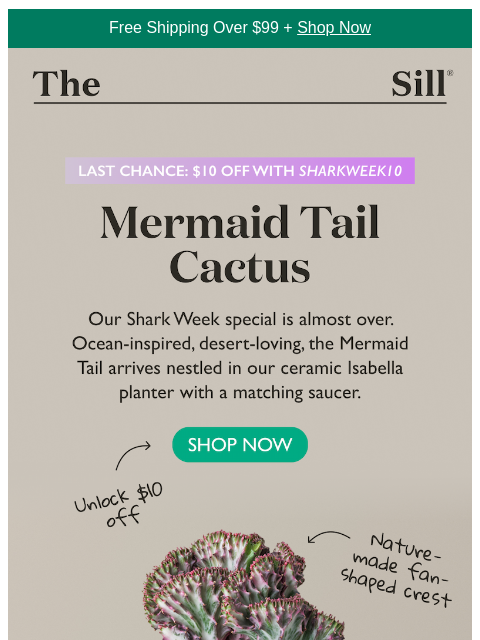 thesill newsletter: $10 off a one-of-a-kind houseplant