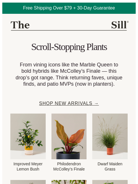 thesill newsletter: JUST IN