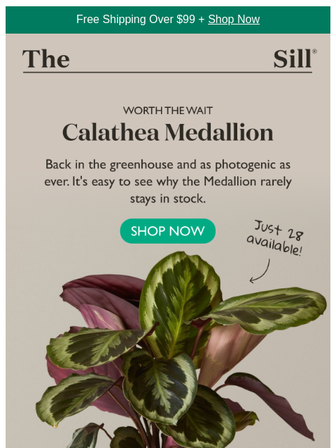 thesill newsletter: We only managed to get 28