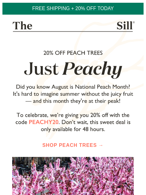 20% off peach trees for 48 hours only! ͏ ͏ ͏ ͏ ͏ ͏ ͏ ͏ ͏ ͏ ͏ ͏ ͏ ͏ ͏ ͏ ͏ ͏ ͏ ͏ ͏ ͏ ͏ ͏ ͏ ͏ ͏ ͏ ͏ ͏ ͏ ͏ ͏ ͏ ͏ ͏ ͏ ͏ ͏ ͏ ͏ ͏ ͏ ͏ ͏ ͏ ͏ ͏ ͏ ͏ ͏ ͏ ͏ ͏ ͏ ͏ ͏ ͏ ͏ ͏ ͏ ͏ ͏ ͏ ͏ ͏ ͏ ͏ ͏ ͏ ͏ ͏ ͏ ͏ ͏ ͏ ͏ ͏ ͏ ͏ ͏