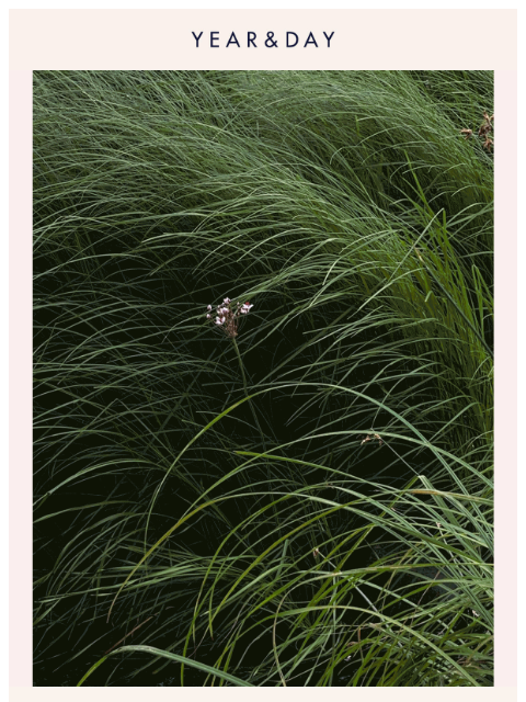 yearandday newsletter: Get to know Balsam