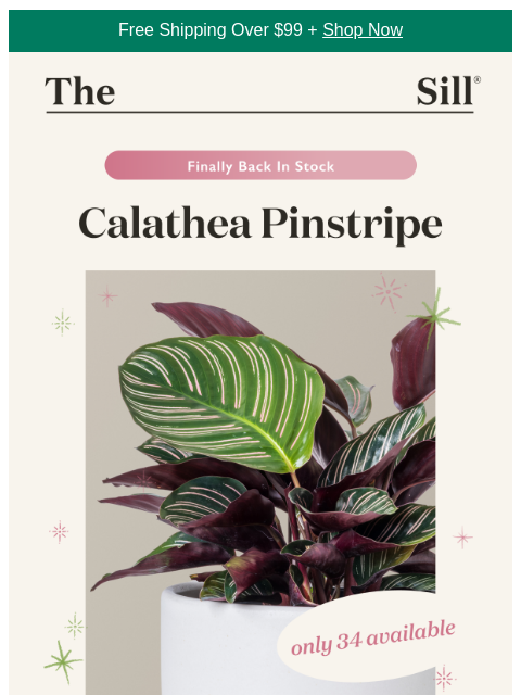 thesill newsletter: You get first dibs (starting now)