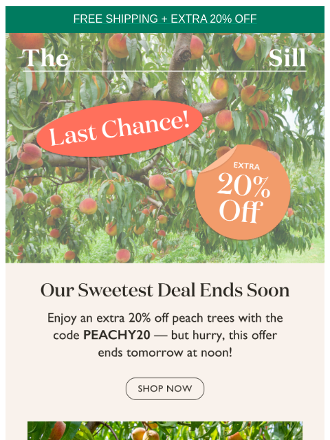 20% off peach trees ends soon! ͏ ͏ ͏ ͏ ͏ ͏ ͏ ͏ ͏ ͏ ͏ ͏ ͏ ͏ ͏ ͏ ͏ ͏ ͏ ͏ ͏ ͏ ͏ ͏ ͏ ͏ ͏ ͏ ͏ ͏ ͏ ͏ ͏ ͏ ͏ ͏ ͏ ͏ ͏ ͏ ͏ ͏ ͏ ͏ ͏ ͏ ͏ ͏ ͏ ͏ ͏ ͏ ͏ ͏ ͏ ͏ ͏ ͏ ͏ ͏ ͏ ͏ ͏ ͏ ͏ ͏ ͏ ͏ ͏ ͏ ͏ ͏ ͏ ͏ ͏ ͏ ͏ ͏ ͏ ͏ ͏ ͏ ͏ ͏ ͏