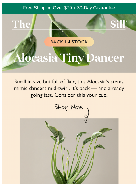 thesill newsletter: Tiny Dancer, Big Comeback
