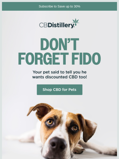 thecbdistillery newsletter: Don’t Forget Fido!