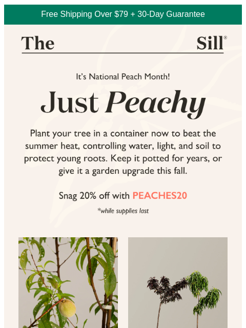 thesill newsletter: Best Thing You’ll Plant All August