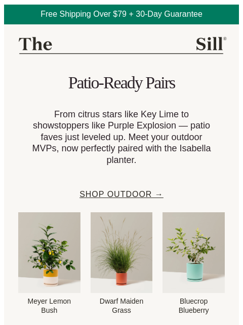 thesill newsletter: Patio Faves, Now in Planters ☀️