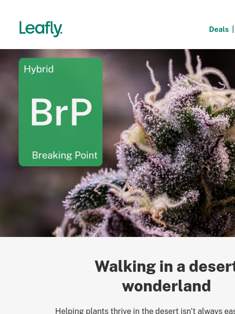 leafly newsletter: Cream & kerosene: Meet Breaking Point 🌊