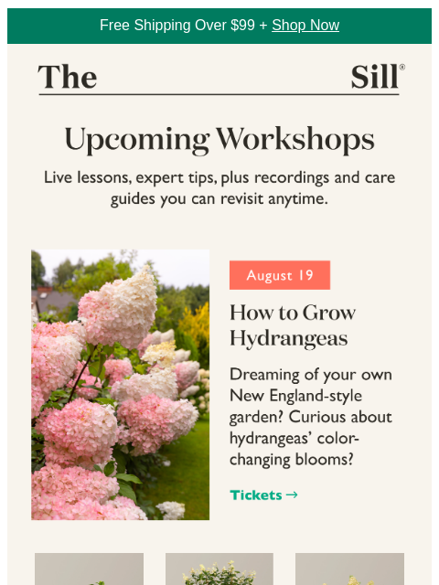 thesill newsletter: School's in session 📝