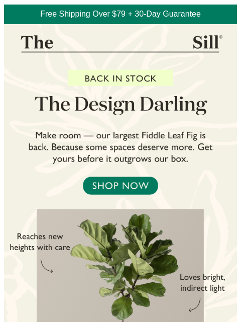 thesill newsletter: Massive Fiddles Are Back