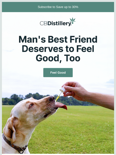 thecbdistillery newsletter: Man's Best Friend Deserves to Feel Good, Too