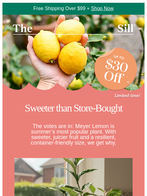 thesill newsletter: The easiest citrus plant to grow