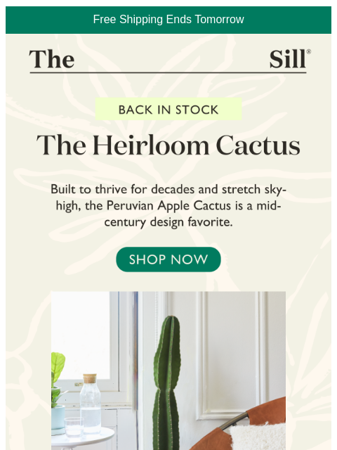 thesill newsletter: Cactus Goals, Limited Restock