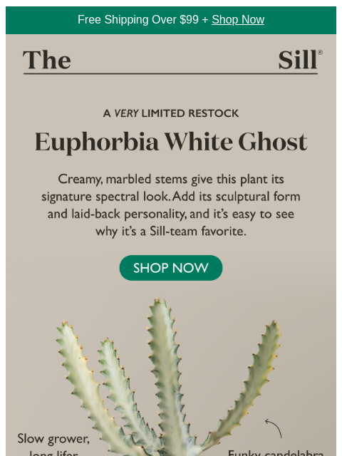 thesill newsletter: A RARE RESTOCK