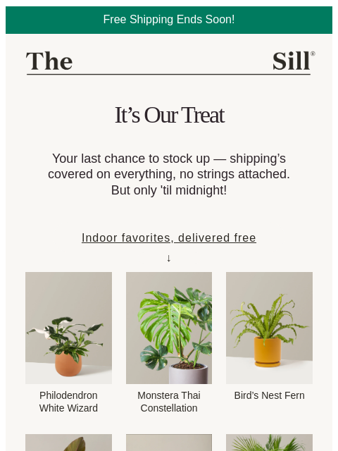 thesill newsletter: ⚡ Last day for free shipping!