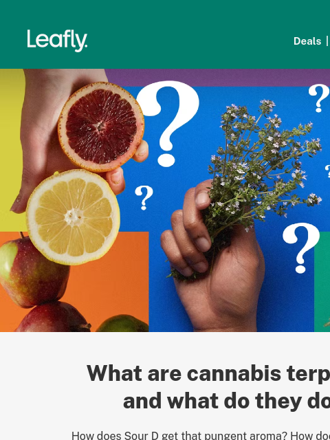leafly newsletter: 👉 Your guide to cannabis terpenes