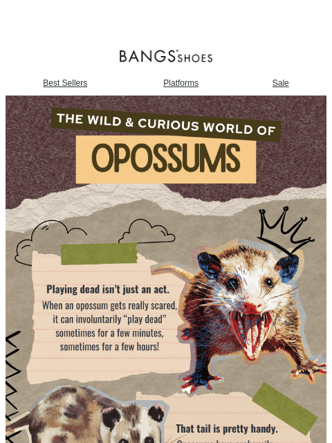 bangsshoes newsletter: Meet Nature’s Nighttime Wanderer 🌙