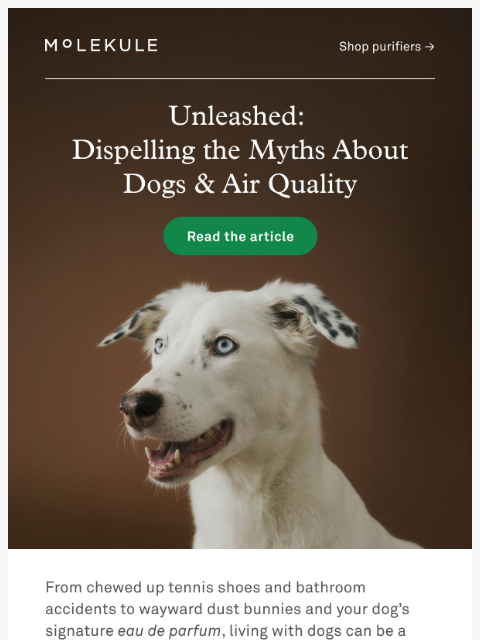 molekule newsletter: Debunking common myths about dogs and air quality ...
