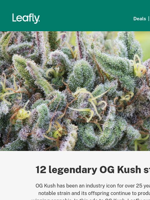 Plus, the history of the OG Kush family genealogy‌ ‌ ‌ ‌ ‌ ‌ ‌ ‌ ‌ ‌ ‌ ‌ ‌ ‌ ‌ ‌ ‌ ‌ ‌ ‌ ‌ ‌ ‌ ‌ ‌ ‌ ‌ ‌ ‌ ‌ ‌ ‌ ‌ ‌ ‌ ‌ ‌ ‌ ‌ ‌ ‌ ‌ ‌ ‌ ‌ ‌ ‌ ‌ ‌ ‌ ‌ ‌ ‌ ‌ ‌ ‌ ‌ ‌ ‌ ‌ ‌ ‌ ‌ ‌ ‌ ‌ ‌ ‌ ‌ ‌ ‌ ‌ ‌ ‌ ‌ ‌