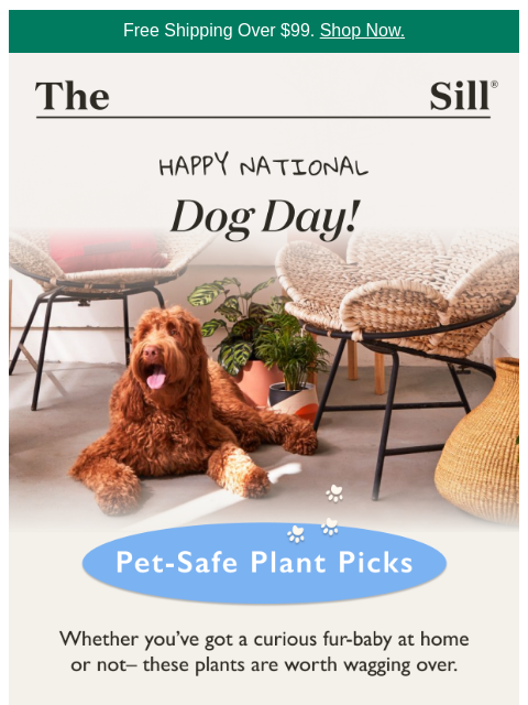 thesill newsletter: Have a pet at home? Try these