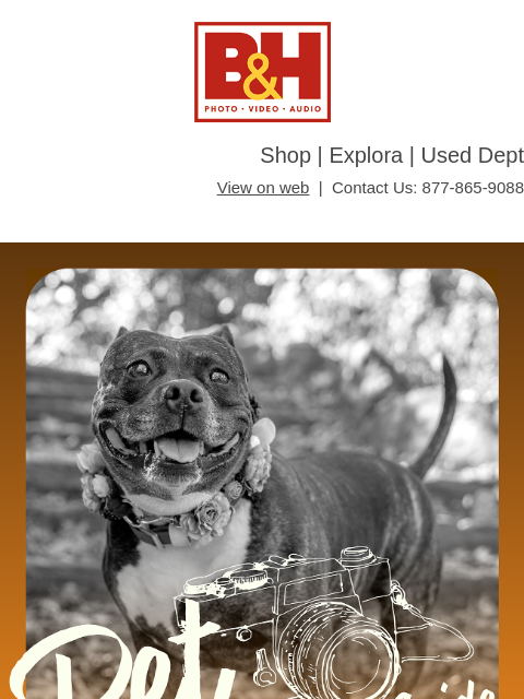 bhphotovideo newsletter: National Dog Day: Pet Photography Guide + Sweepsta...