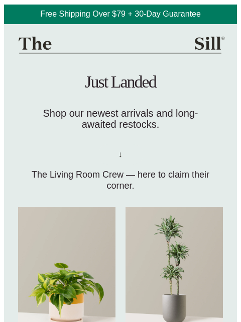 thesill newsletter: 💫  New + Restocked