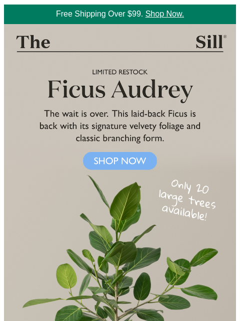 thesill newsletter: One of our best-looking plants is back