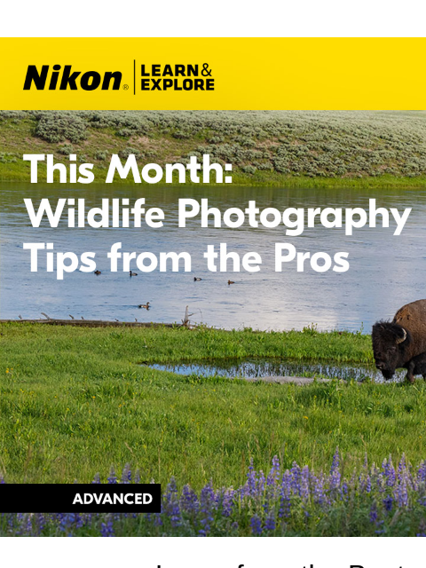 Adding emotion and connection to your wildlife subject View as web page Nikon Learn and Explore | This Month: Wildlife Photography Tips from the Pros Learn from the Best: The Legendary Thomas D.