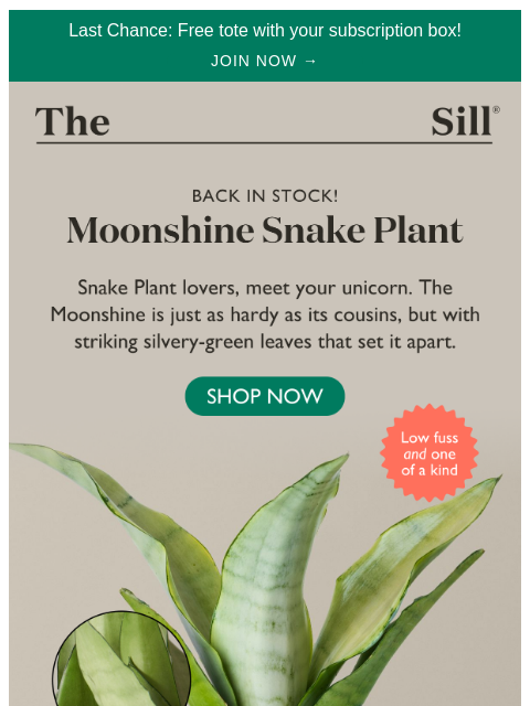 thesill newsletter: ✨ Moonshine’s Back!