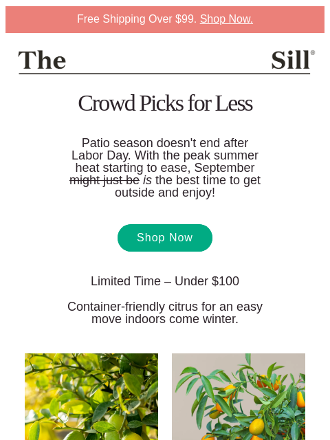 thesill newsletter: Your top picks, at lower prices 🍊