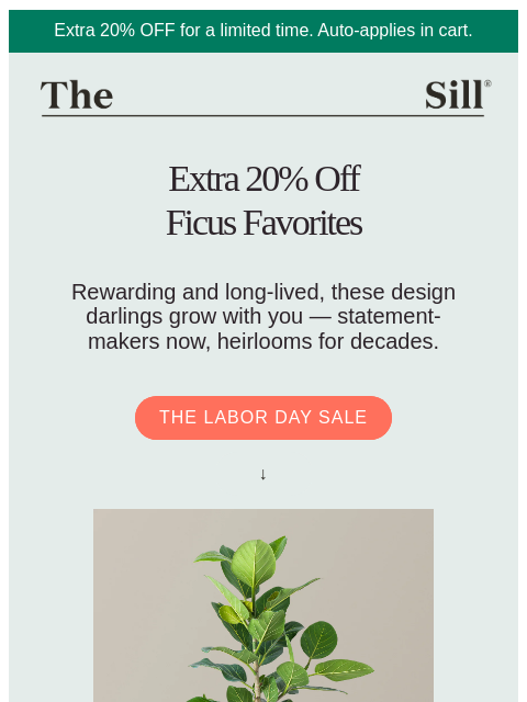 thesill newsletter: Ficus Lovers Rejoice: Extra 20% Off!