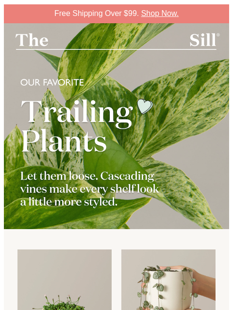 thesill newsletter: Top 5 trailing houseplants