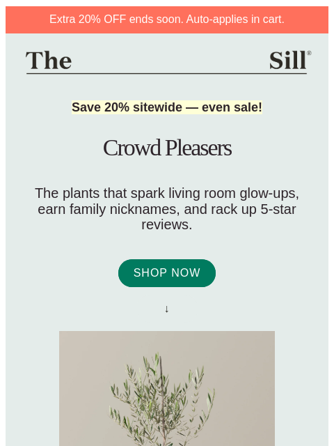 thesill newsletter: A rare all-site sale